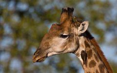 giraffe 202x84